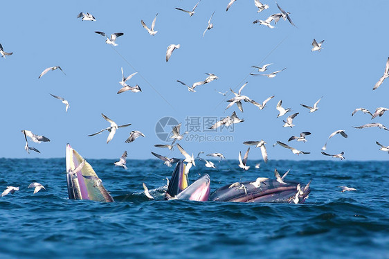 bryde和海鸥哺乳动物海洋蓝色生活喜悦粉色海湾碧武天空种间图片