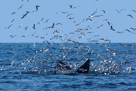 bryde和海鸥天空海湾蓝色粉色碧武种间生活喜悦海洋哺乳动物图片