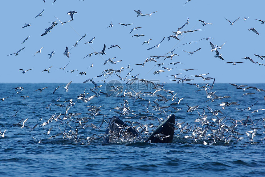 bryde和海鸥天空海湾蓝色粉色碧武种间生活喜悦海洋哺乳动物图片