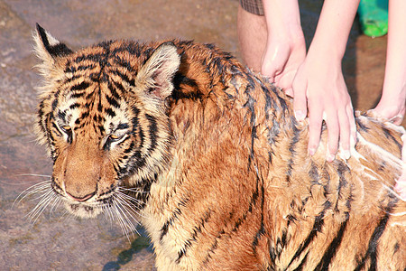 老虎地面野猫舌头丛林土地野生动物橙子哺乳动物打扫男人图片