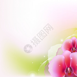 关于兰花的说明精神紫色礼物念日海报季节宏观生活植物脆弱性图片