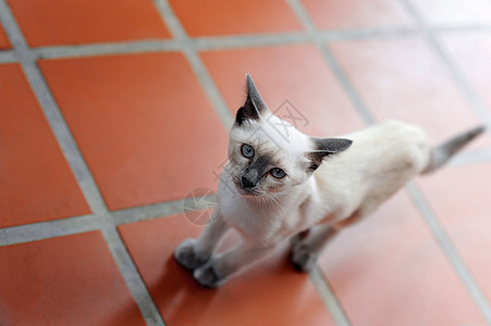 猫咪踩在砖瓦地板上图片