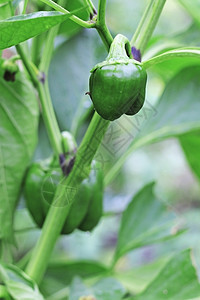 在床上生长的绿色甜辣椒植物红色叶子季节农业健康食物树叶收成农场图片