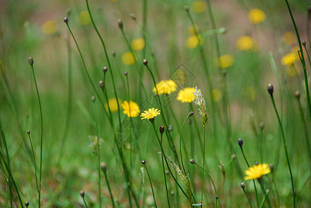 黄黄野向花园植物群野花花瓣图片