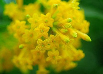 黄黄野向花瓣花园野花植物群图片