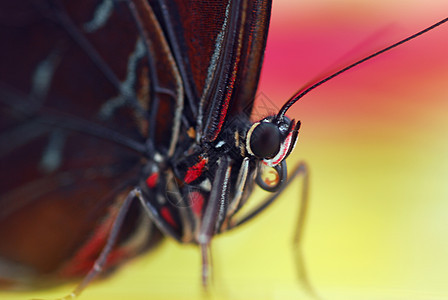 蝴蝶昆虫红色绿色翅膀黑色叶子动物图片