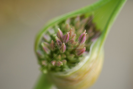 氢气球花芽HDF花瓣植物群花园球菌葱属图片