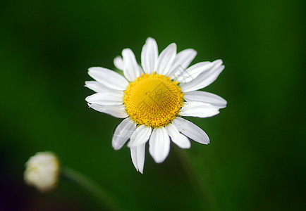 白色黄甘菊香草花洋甘菊黄色生长植物群花园草本植物园艺图片