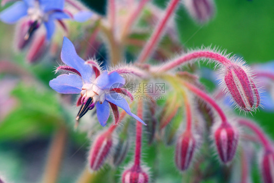 蓝凉花花图片