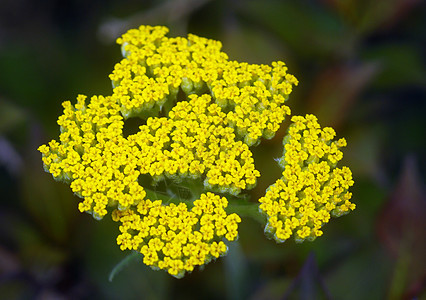 黄色亚罗阿基利亚花朵花园花瓣植物群图片