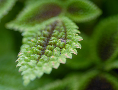 绿色植物休假锯齿状园艺树叶植物图片