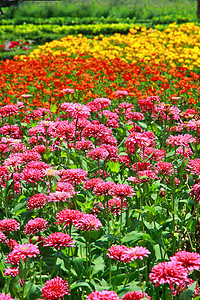 花朵多彩公园环境场地美化园艺植物叶子花瓣花坛墙纸图片