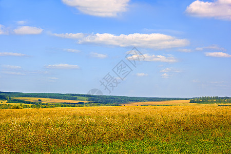 夏季后农村景观图片