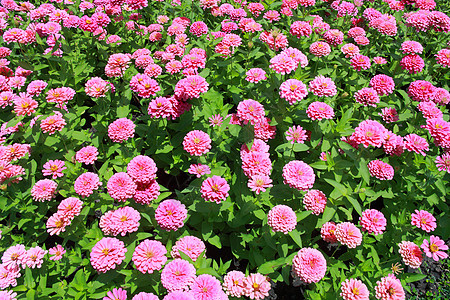 花朵多彩园艺叶子公园植物群草地美化花瓣植物墙纸环境图片