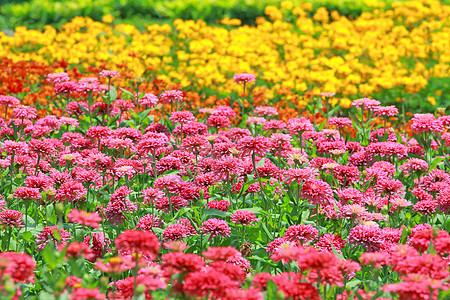 花朵多彩公园园艺植物蓝色叶子植物群场地美化花坛墙纸图片