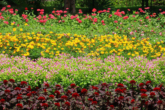 花朵多彩环境花瓣花坛草地墙纸植物叶子植物群园艺美化图片