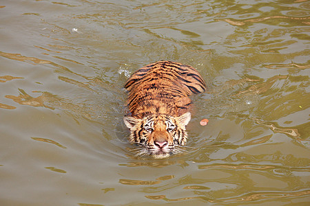 老虎条纹动物园捕食者荒野水池动物群橙子毛皮野猫野生动物图片