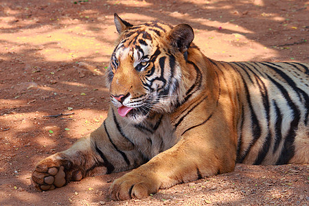 老虎动物园野猫野生动物捕食者唤醒动物哺乳动物舌头展示条纹图片