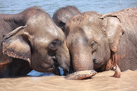 大象关系Name耳朵孩子玩弄动物野生动物乐趣夫妻树干哺乳动物阳光图片