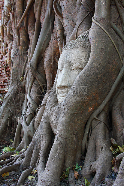 佛头长在班扬树根上石头宗教旅游雕塑寺庙沉思文化废墟雕像地标图片