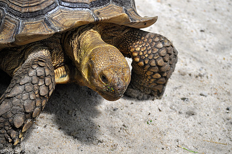 愤怒的海龟乌龟动物爬虫图片