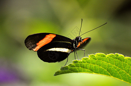 叶上的蝴蝶动物群昆虫翅膀图片