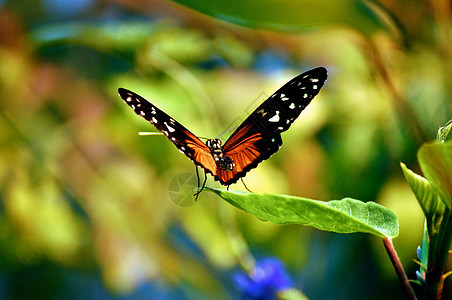 叶上的蝴蝶昆虫动物群翅膀图片