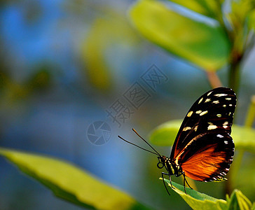 叶上的蝴蝶翅膀动物群昆虫背景图片