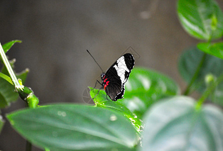 叶上的蝴蝶动物群翅膀昆虫图片