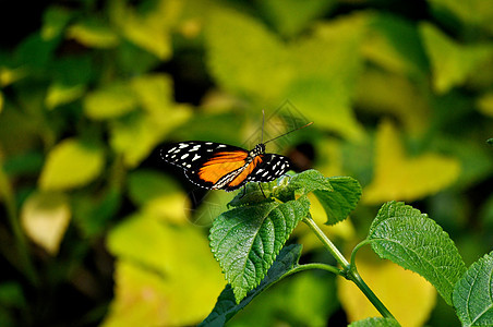叶上的蝴蝶翅膀动物群昆虫图片