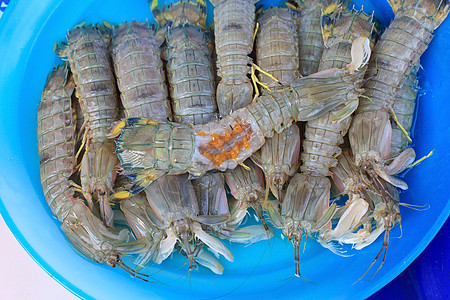 新鲜海鲜海产食品市场中的虾鳄鱼盘子餐厅螳螂蓝色海洋生物小龙虾身体螃蟹生鲜美食图片