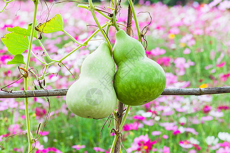 新鲜的卡勒巴什语Name生产食品叶子蔬菜水果藤蔓壁球食物隧道图片
