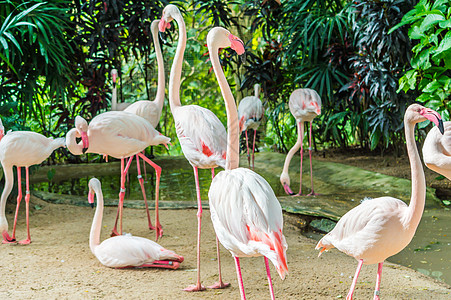 火烈鸟反射动物园森林旅行团体生活动物粉色野生动物雨林图片