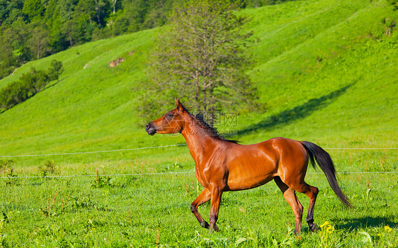 阿拉伯赛车手在绿色夏季草原上奔跑牧场良种赛跑者草地速度自由哺乳动物农场马匹天空图片