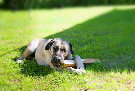 躺在草地上的boerboel狗咀嚼小狗宠物太阳文化牙齿友谊牧羊人哺乳动物草坪图片