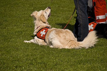 救援犬中队宠物庇护所小狗收容所赈灾灾难动物庇护犬保护山脉图片