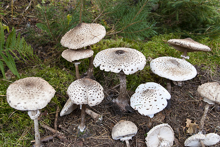 亚甲二烯丙烯酯伞菌植物蘑菇植物学鳞鱼巨幕树木图片