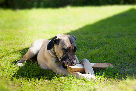 躺在草地上的boerboel狗宠物牙齿哺乳动物小狗太阳文化牧羊人棍子咀嚼犬类图片