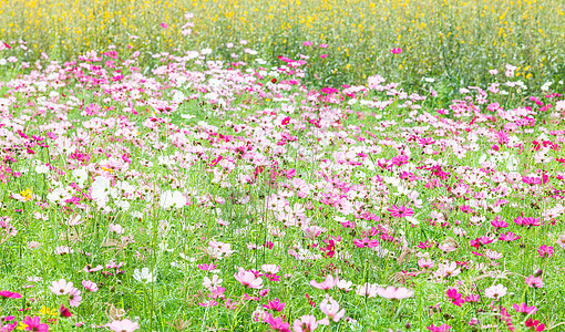 草原上美丽的花朵晴天蓝色明信片园艺太阳植物季节草地植物群公园图片