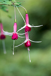 模糊背景上的粉色 Fuchsia 花图片