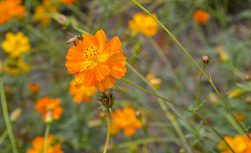 橙色宇宙花朵与蜜蜂图片