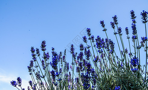 紫菜花花园5图片