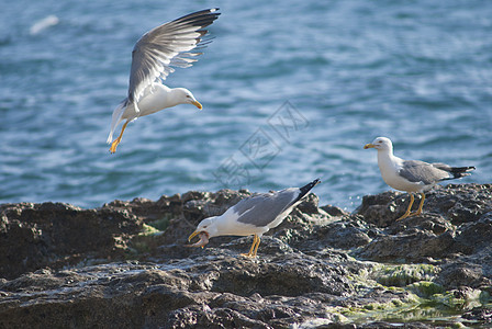 粗糙海岸线岩石上的海鸥碰撞支撑风暴波浪力量殖民地荒野动物海景飞溅图片