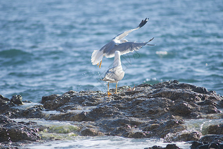 粗糙海岸线岩石上的海鸥飞行海浪泡沫动物碰撞殖民地荒野飞溅冲浪旅行图片