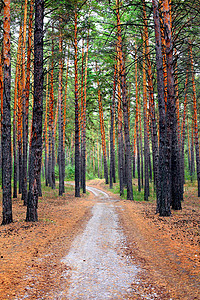 松林路径木材风景活力树干旅行山毛榉针叶树木苔藓空地图片