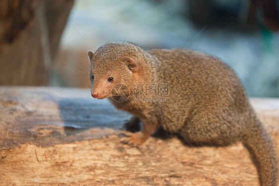 mongoose 蒙古生物矮人食肉栖息地尾巴生态猎人动物群哺乳动物警报图片