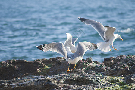 粗糙海岸线岩石上的海鸥冲浪波浪飞行泡沫地平线荒野支撑危险风暴海岸图片