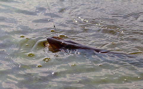 捕渔海浪动物梭鱼捕食者钓鱼淡水长鱼荒野动物群衣架图片