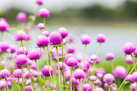 美丽的粉红色花朵宏观太阳植物群场景季节公园雏菊背景花束场地图片