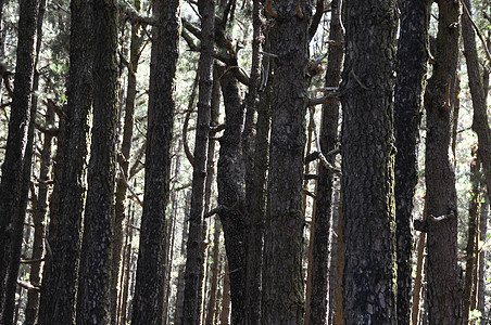 相当高的松木林木头松树季节阳光公园植物荒野绿色树干蓝色图片